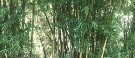 竹子的种类有哪些？(竹子的种类有哪些竹子的身高有哪些)